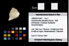 Foto (Objekt + Etikett) von Goniodromites bidentatus (Reuss, 1859)  (NHMW-GEO-1990-0041-2961)